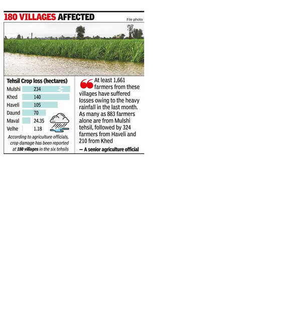Crop Damage: 574 hectares of crops damaged in recent downpour in Pune ...