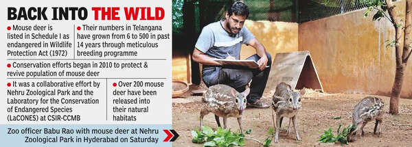 Facing threat globally, mouse deer population up 80-fold in T