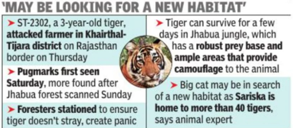 For 2nd time this year, male tiger from Sariska travels 125km to Rewari forest