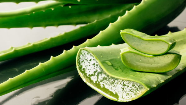 Delusion or truth: Does rubbing contemporary aloe vera gel regrow hair? – Occasions of India