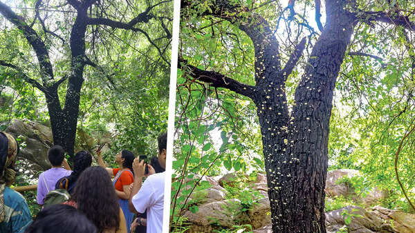Lactocollybia seen in abundance on a tree in Sanjay Van