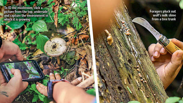 Foragers pluck out wolf’s milk slime from a tree trunk (R)