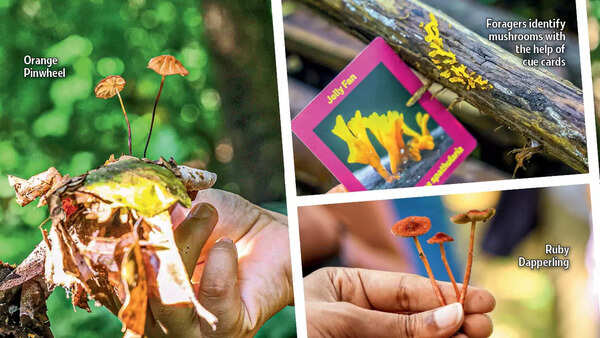 Foragers identify mushrooms with the help of a shroom spotting deck designed by the curators Malavika (@mycodyke) and Sumit from Shroomery.in