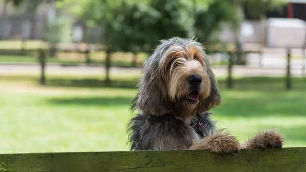 Otterhound