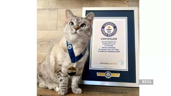 Nala cat Guinness World Record