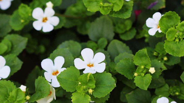 Brahmi for hair