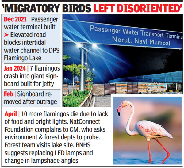 flamingo dead