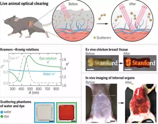 Achieving optical transparency in live mice with absorbing dye molecules (Science.org)