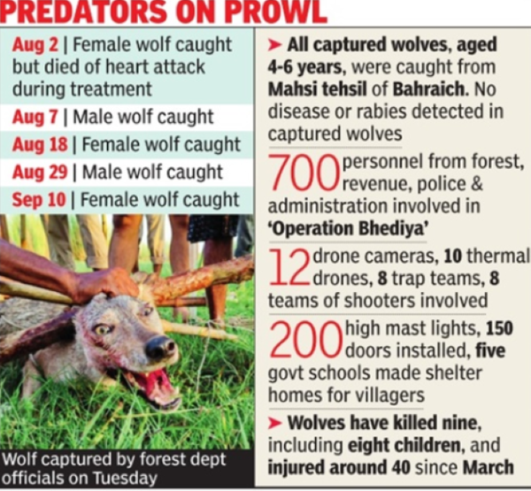 Wolf captured by forest dept officials on Tuesday