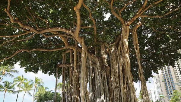 Banyan tree