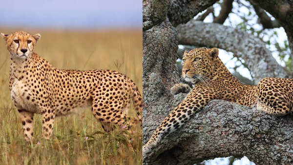 Cheetah and Leopard: Spots vs Spots: What is the difference between ...