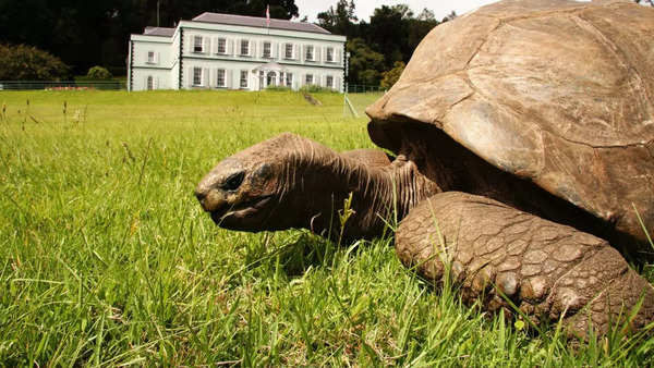 Jonathan lives on the grounds of the governor's mansion on Saint Helena Island