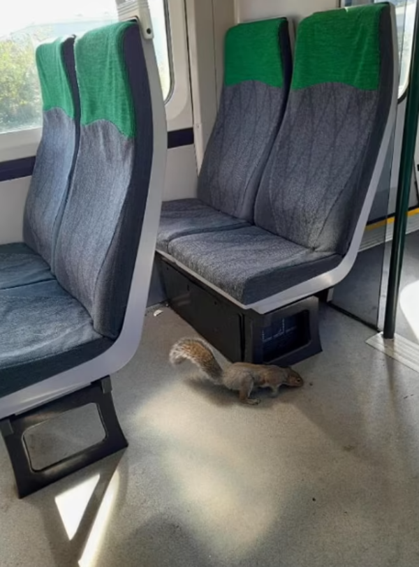 Train cancelled in Britain after squirrel refuses to disembark – Times of India