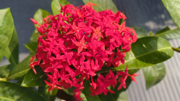 Nothing Phone (2a) Plus camera sample 1