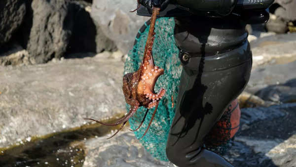 These women effortlessly bring out organisms like octopuses in their hands, which is a delightful sight for the tourists.