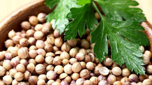 Coriander seeds