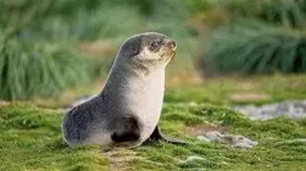 AS THINGS THAW: Seal species can only survive living on ice