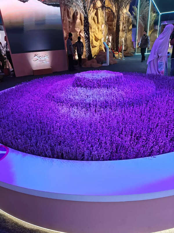 Northern Saudi Arabia enjoys a Mediterranean desertic continental climate, and lavender blooms in the deserts of Al-Jouf, a four-hour drive from Tabuk