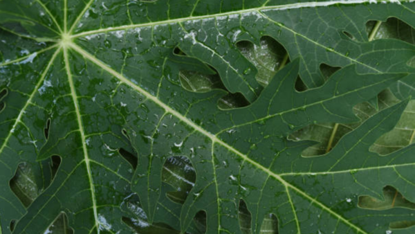 papaya leaf (3)