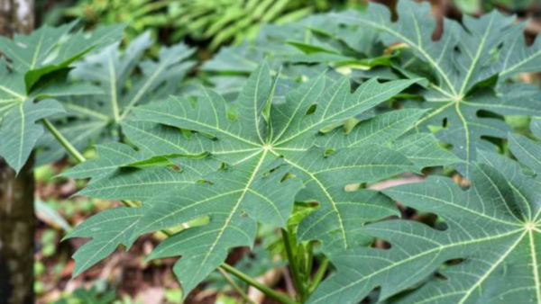 papaya leaf (2)