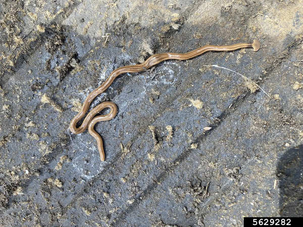 Hammerheads (the garden variety) pose a threat to earthworms