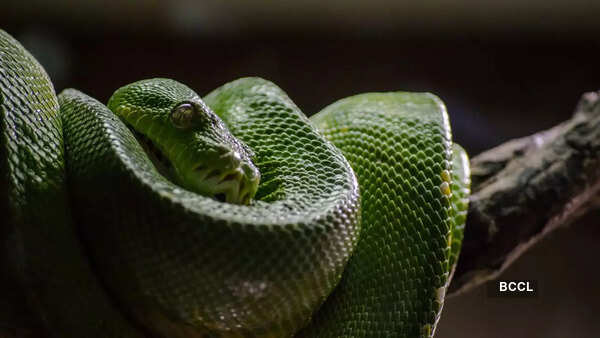 How snakes evolved to detect infrared: The science behind their heat ...
