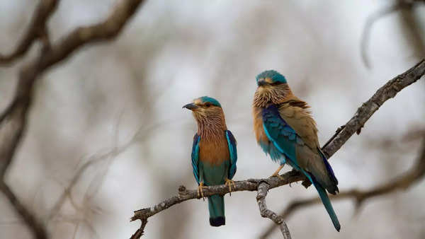 Why spotting the Neelkanth bird on Dussehra is considered auspicious ...