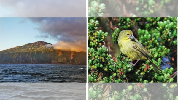 1,000 MILES ON TOP OF THE SEA: The Tristan da Cunha archipelago (L) forms the most remote islands in the world — it is home to endemic wildlife like the Wilkins’ bunting (R) which has evolved a strong beak to feed and survive there (Pictures: Norbert Maczey (L) & Peter Ryan (R), CABI.org)