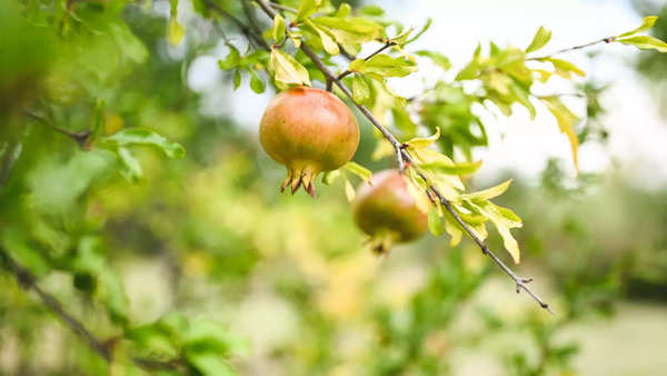 What happens when you consume pomegranate leaves regularly Times of India