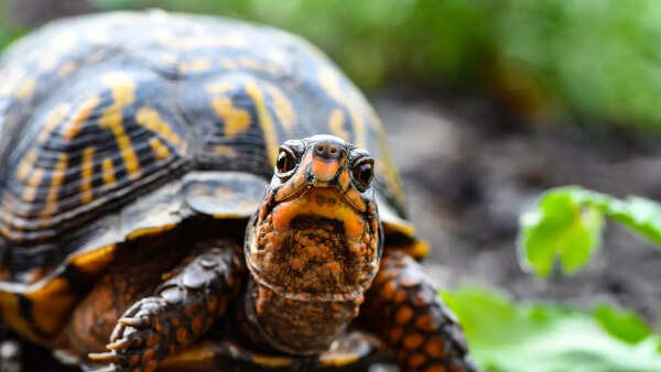 The secrets behind turtle’s shell: What’s inside it - Times of India