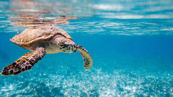 The secrets behind turtle’s shell: What’s inside it - Times of India