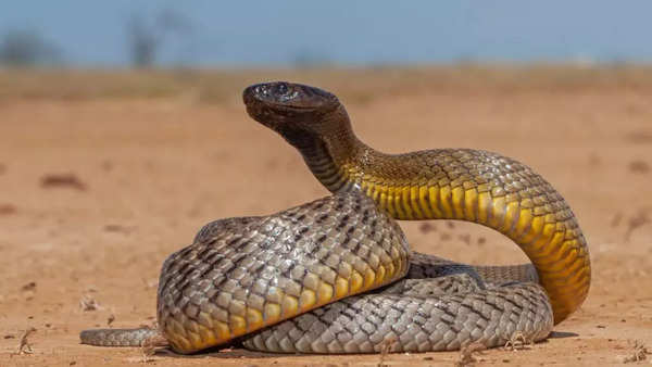 Inland taipan