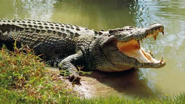 Saltwater crocodile