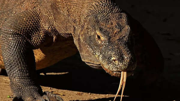 Komodo dragon