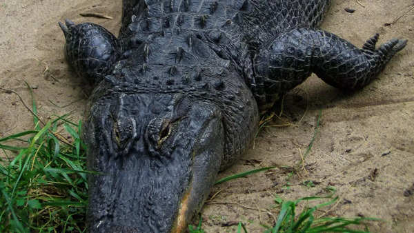 American alligator