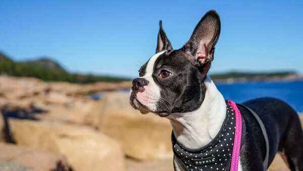 Boston Terrier