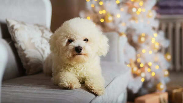 Bichon Frise
