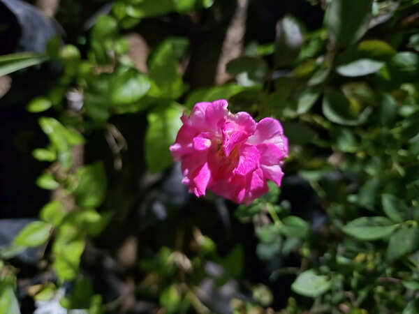 Samsung Galaxy Z Flip 6 camera sample