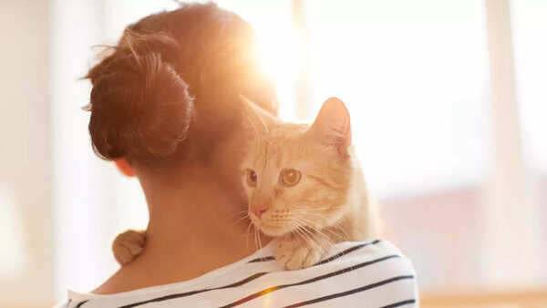 pet cat