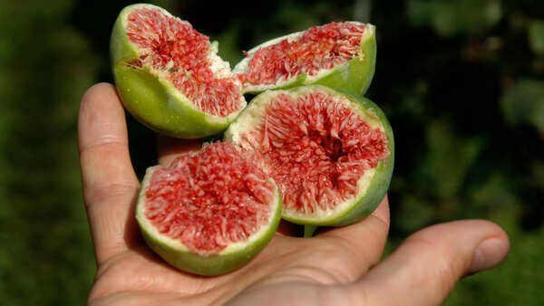 Ripe figs