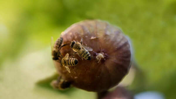 Bee on ripe fig