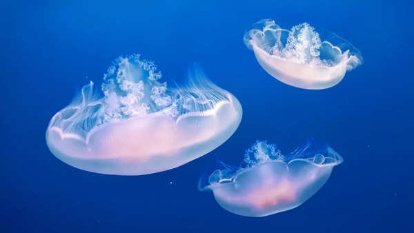 jellyfish2