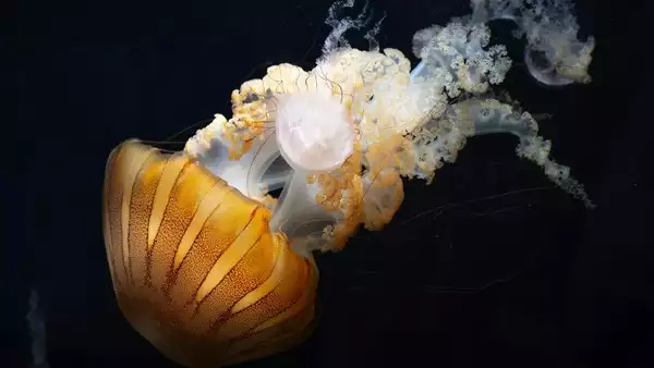 jellyfish3