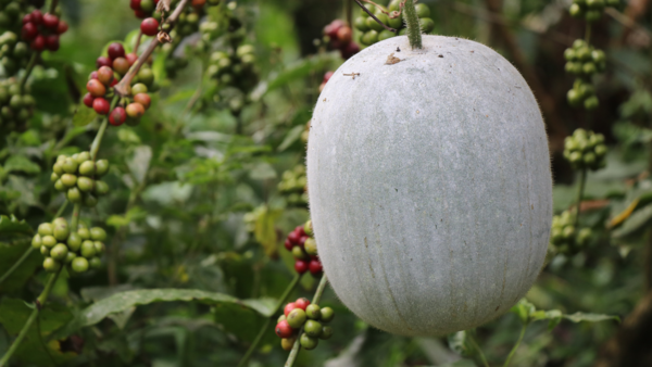 Ash Gourd Juice Benefits 6 benefits of this super potent morning drink Times of India