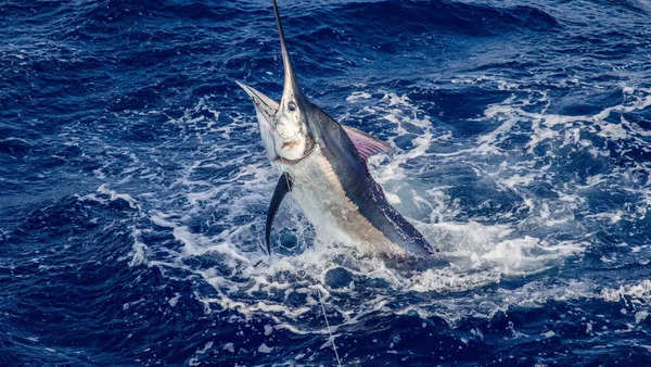 Black Marlin