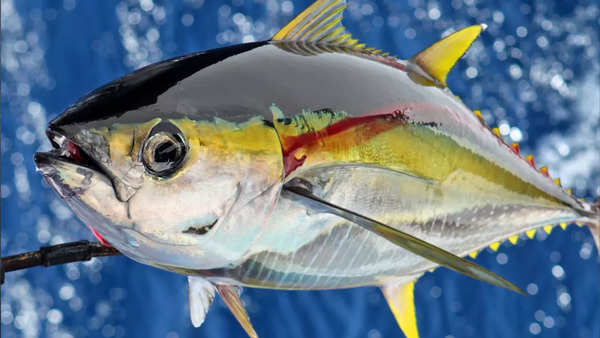 Yellowfin tuna