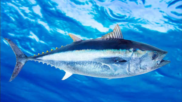 Bluefin tuna