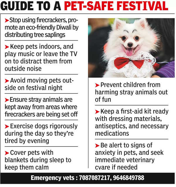 Light up Diwali, not your pet’s anxiety: Vet varsity