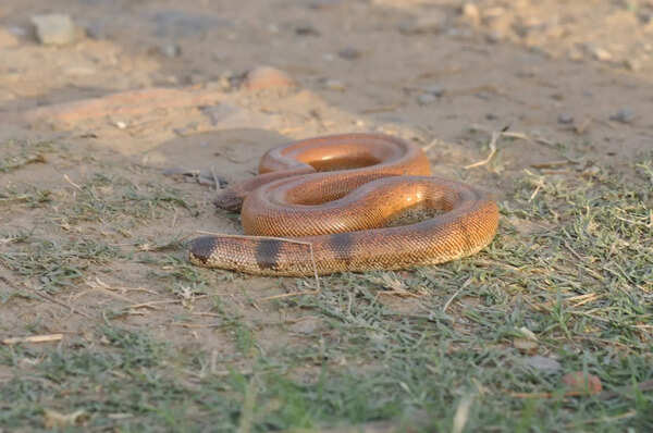 Picture credits - Abrar Ahmed