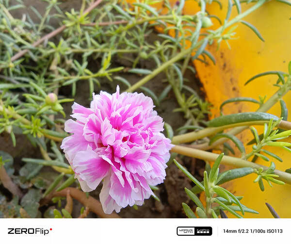 Infinix Zero Flip camera sample